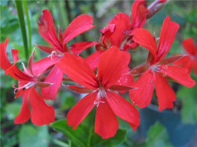 pelargonije